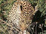 Africa 225 : Africa, Animal, Botswana, Kill, Leopard, Mammal, Mombo, Nature, Okavango